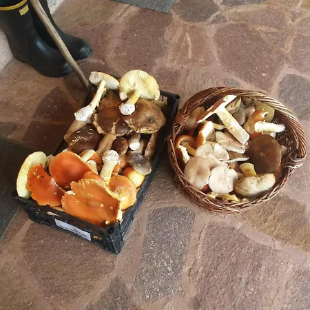 Wellness Istriana